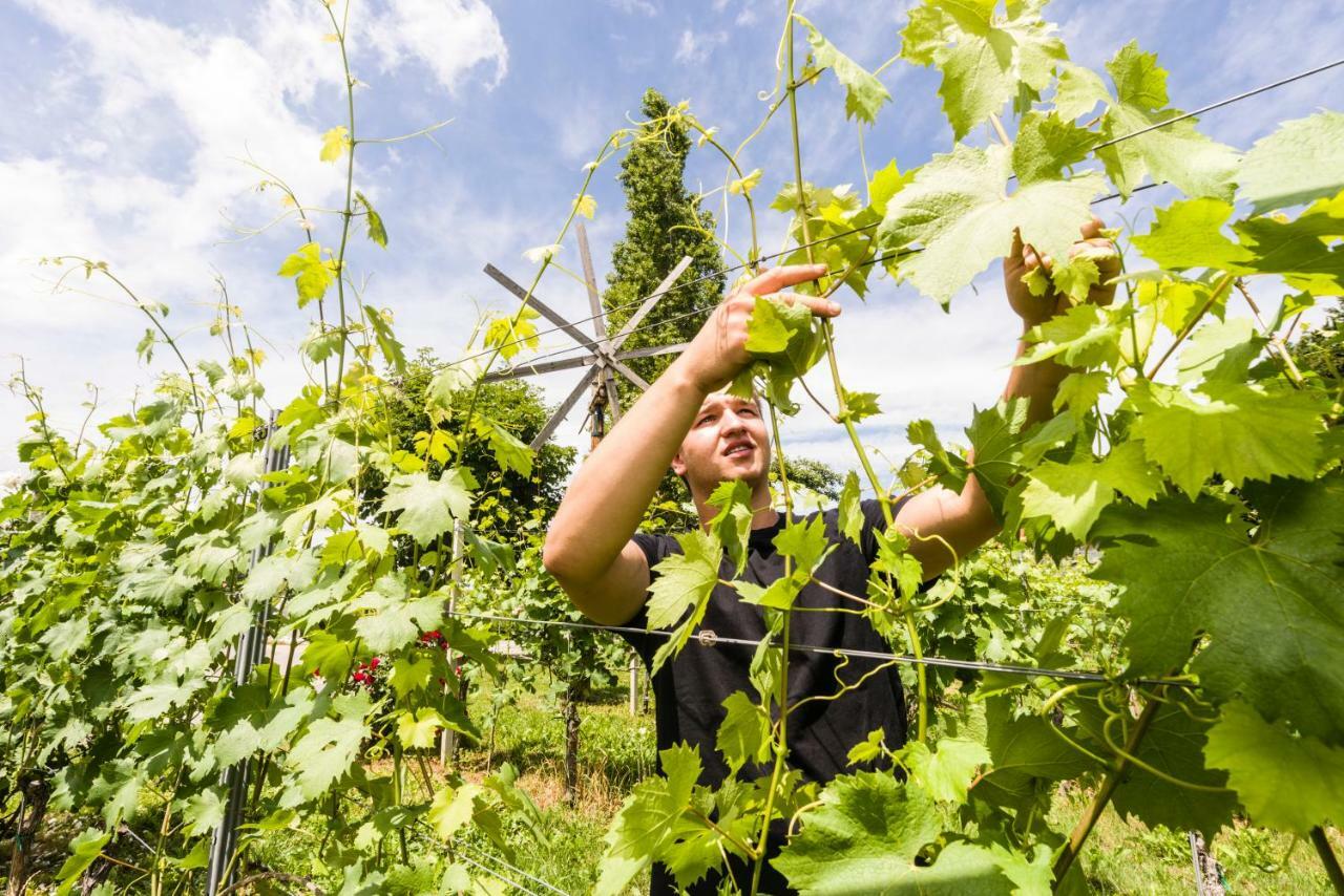 Weingut-wohlfuehlzimmer Adam-lieleg Farma *